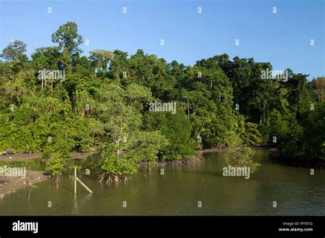 Mangrove forest of Baratang Middle Andaman island India Asia Stock Photo - Alamy