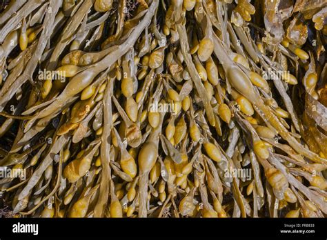 seaweed on the beach, ascophyllum nodosum, close-up Stock Photo - Alamy