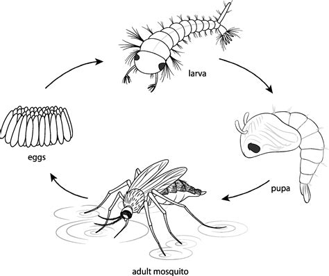 Mosquito Life Cycle Clipart