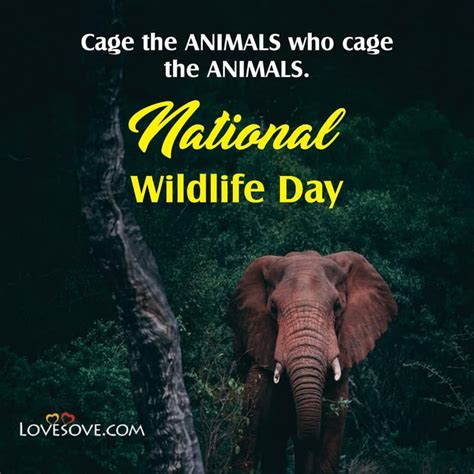 National Wildlife Day Status, Quotes, Thought, Wishes & Images