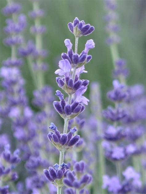 Lavender - full sun | Fleurs