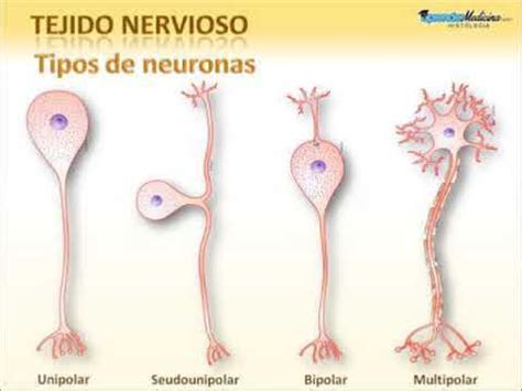 Principios de Histología Animal: Tejido Nervioso 1. Tipos celulares ...