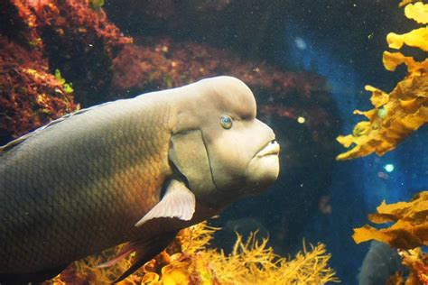 (Kobudai) Asian Sheepshead Wrasse Facts: They Change Gender from Females to Males - Odd Facts