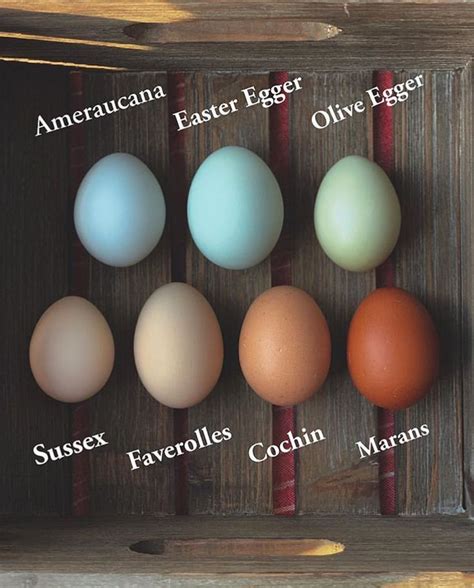 A great visual of the different color chicken eggs & from what type of ...