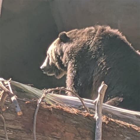 San Diego Zoo Grizzly Bears - Zoo Exhibit in Balboa Park