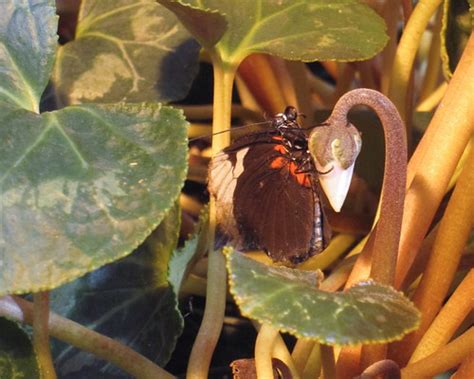 Butterfly at the Milwaukee Public Museum | JaHollen | Flickr