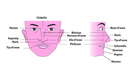 Anatomy of External Nose - Nasion, Rhinion, Supratip.