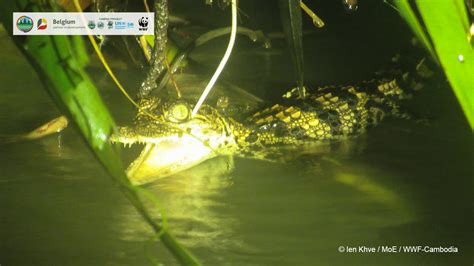 First-ever record of rare Siamese crocodile breeding in Srepok in over a decade | WWF