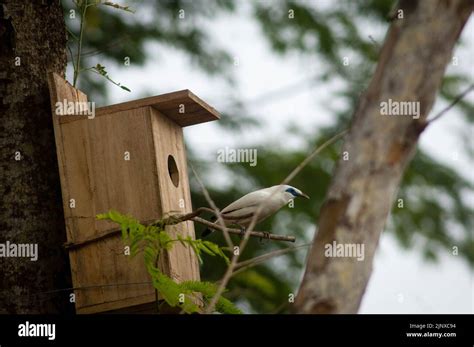 Bali starling breeding Stock Photo - Alamy