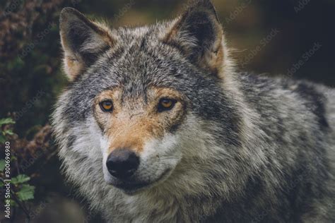 Grey wolf with scars in nature portrait. Closeup, moment, predator ...