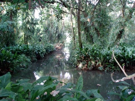 Kumarakom bird sanctuary - India Travel Forum | IndiaMike.com