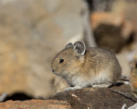 Baby pika - cute alert! - FM Forums