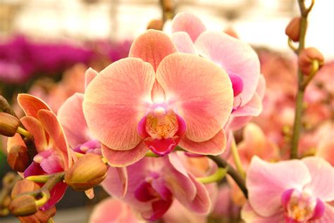 Phalaenopsis