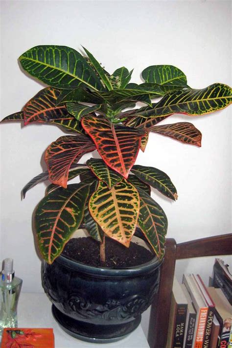 33+ Indoor Croton Plant Names With Pictures