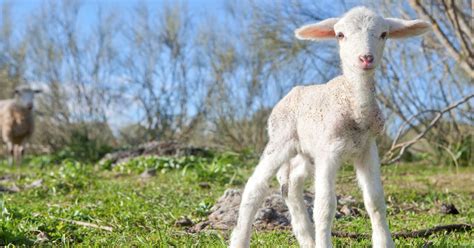 Lambs of the World: 49 Lamb Types | TasteAtlas