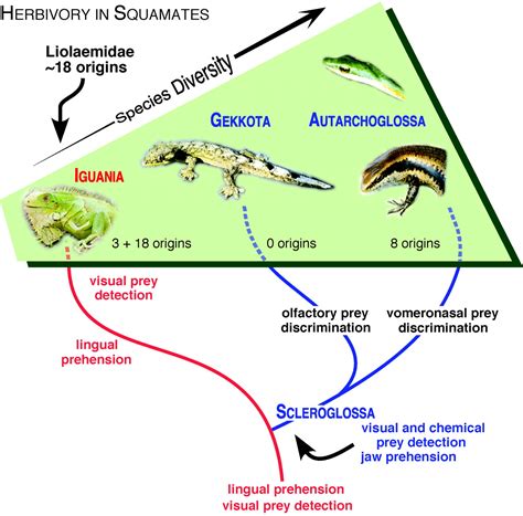 Shifting paradigms: Herbivory and body size in lizards | PNAS