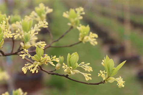 Sassafras flowers 4-30-2017 9-14-45 PM 5472×3648