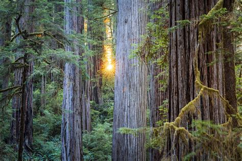 6 Absolute Best Hikes in Redwood National Park - Renee Roaming