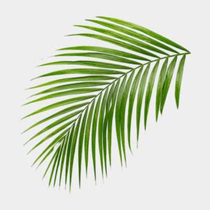 Palm Fronds - Chino Recycling Guide