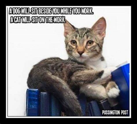 Work Kitty | Cute cat memes, Kittens funny, Crazy cats