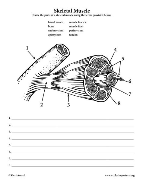 [DIAGRAM] Structure Of Skeletal Muscle Diagram To Label - MYDIAGRAM.ONLINE