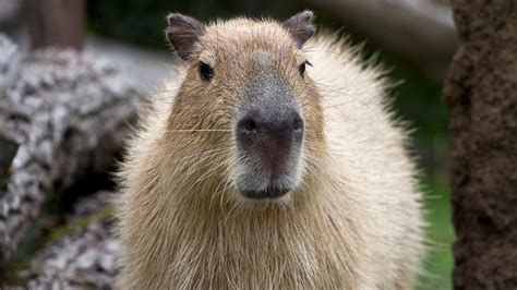 1920x1080 Resolution capybara, muzzle, nose 1080P Laptop Full HD Wallpaper - Wallpapers Den