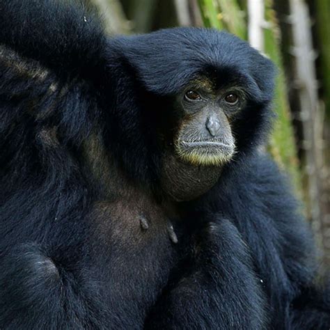 Treetops Trail - Singapore Zoo