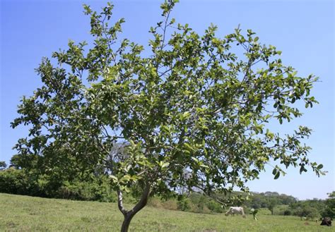 The Plant with Medicinal Properties: Guava (Psidium guajava) |The Healing Herbs of India