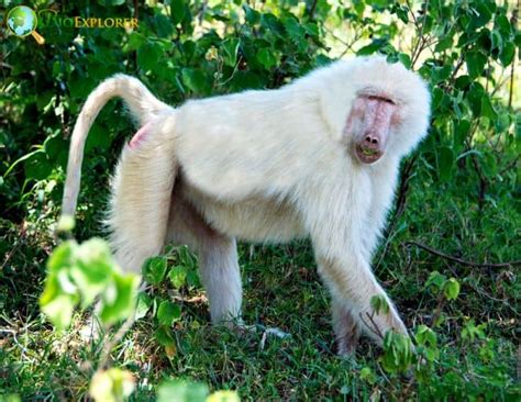 Albino Chimpanzee