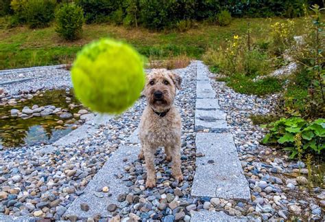 Dog Ball To Play Wet - Free photo on Pixabay