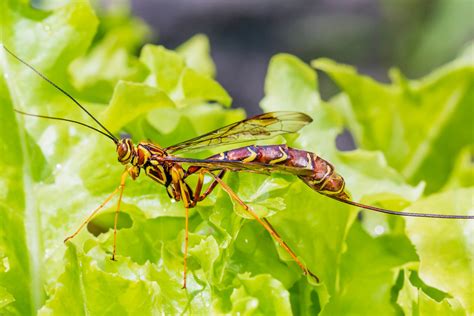 Ichneumon macrurus Linnaeus - Megarhyssa macrurus | I found … | Flickr