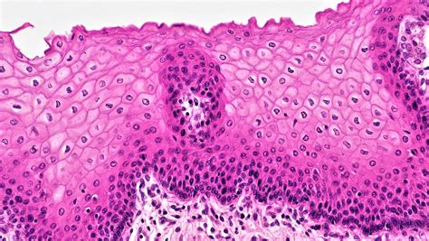 Stratified Squamous Epithelium Structure