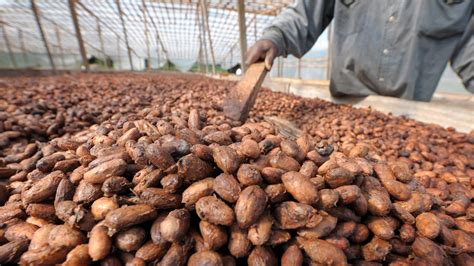 Ivory Coast Is On Track to Sell More Cocoa - Olatorera For Greater Africa