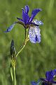 Category:Blue and white irises - Wikimedia Commons