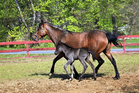 Paso Fino Horse Breed Guide: Characteristics, Health & Nutrition | Mad Barn