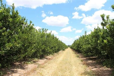 172025 citrus orchard in queensland - Citrus Australia