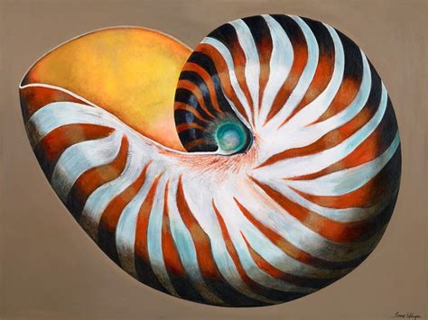 Nautilus Shell on Cappuccino | Nautilus shell, Shells, Nautilus