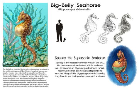 Big-Belly Seahorse Ref. Sheet by PookiePony on DeviantArt