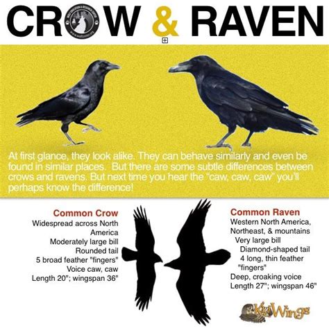 Crow & Raven | Crow, Pet birds, Raven