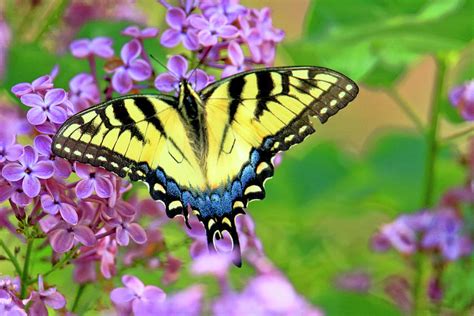 My first yellow eastern swallowtail butterfly of the season Photograph by Geraldine Scull