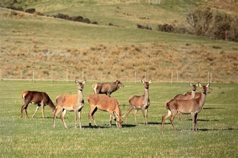 Deer Farming: The Complete Guide to Raising Deer for Meat