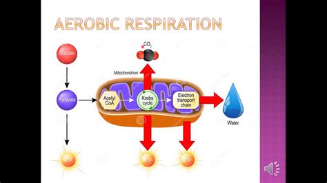 Aerobic Respiration Overview