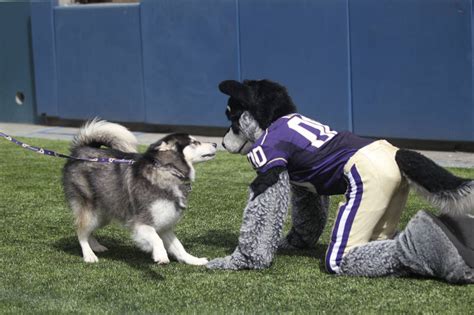 UW Husky Wallpaper - WallpaperSafari