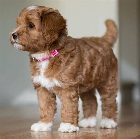 Pin by Rochelle Woods - Spring Creek on Labradoodles | Labradoodle puppy, Labradoodle pictures ...