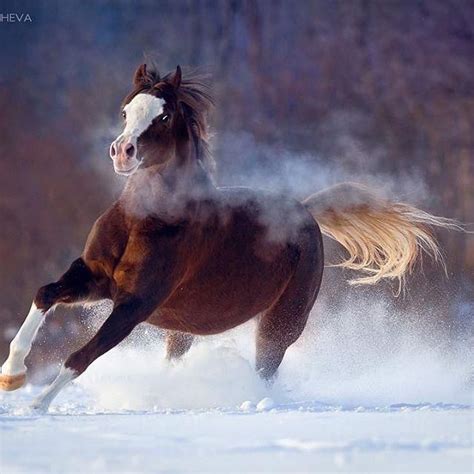 Photolex | Horses in snow, Equine photography, Horses