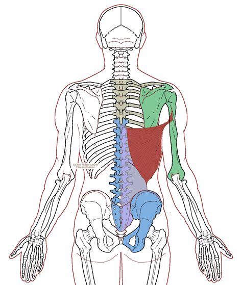 Latissimus Dorsi- Functional Anatomy | Integrative Works