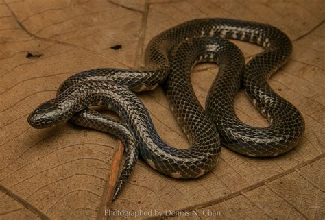 Elusive Mud Snake Spotted In Nee Soon, First Sighting Of Species In 106 ...