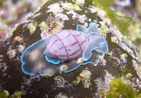 Red Lined Bubble Snail-Bullina Lineata | Cool sea creatures, Sea slug ...