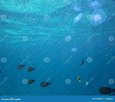 Marine Jellyfish, in a Natural Habitat Stock Image - Image of dangerous, glow: 181409417