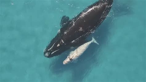 Pygmy right whale delights group of paddleboarders near Port Lincoln - ABC News